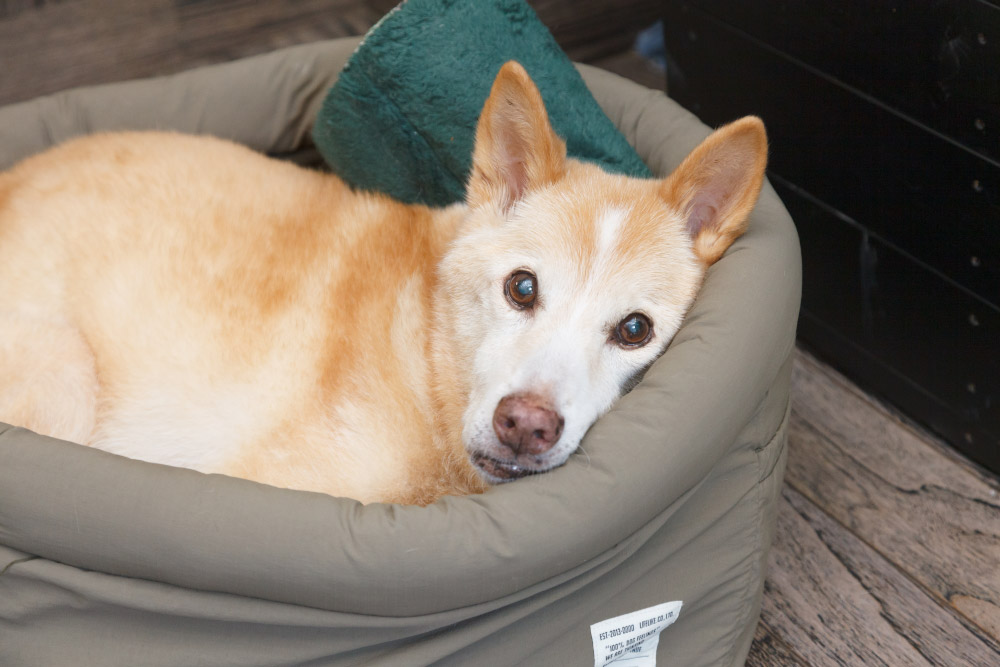 お預かり・お迎え